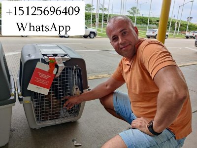 Перевозка животных в Америку и Европу